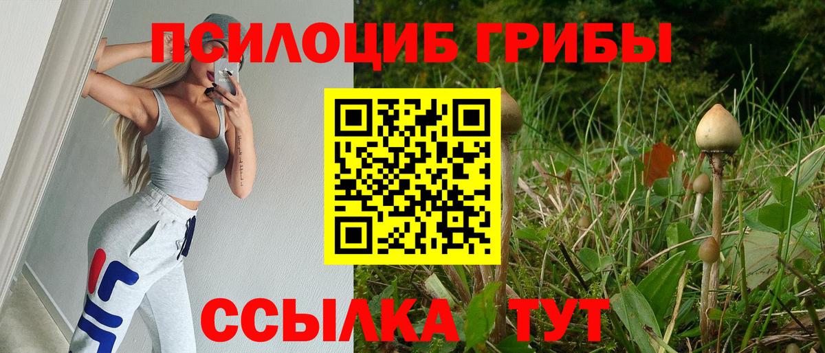 Сунжа  Псилоцибиновые грибы Cubensis  цена наркотик  Вход с VPN 
